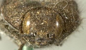 Media type: image;   Entomology 24431 Aspect: head frontal view